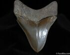 Super Serrated Inch Megalodon Tooth #80-2